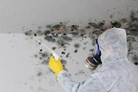 Jackson, WY Mold Remediation Company